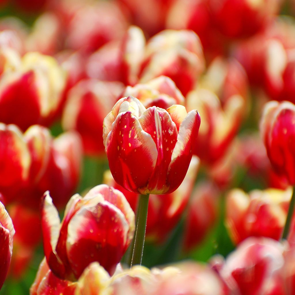 Triumftulppaani Armani