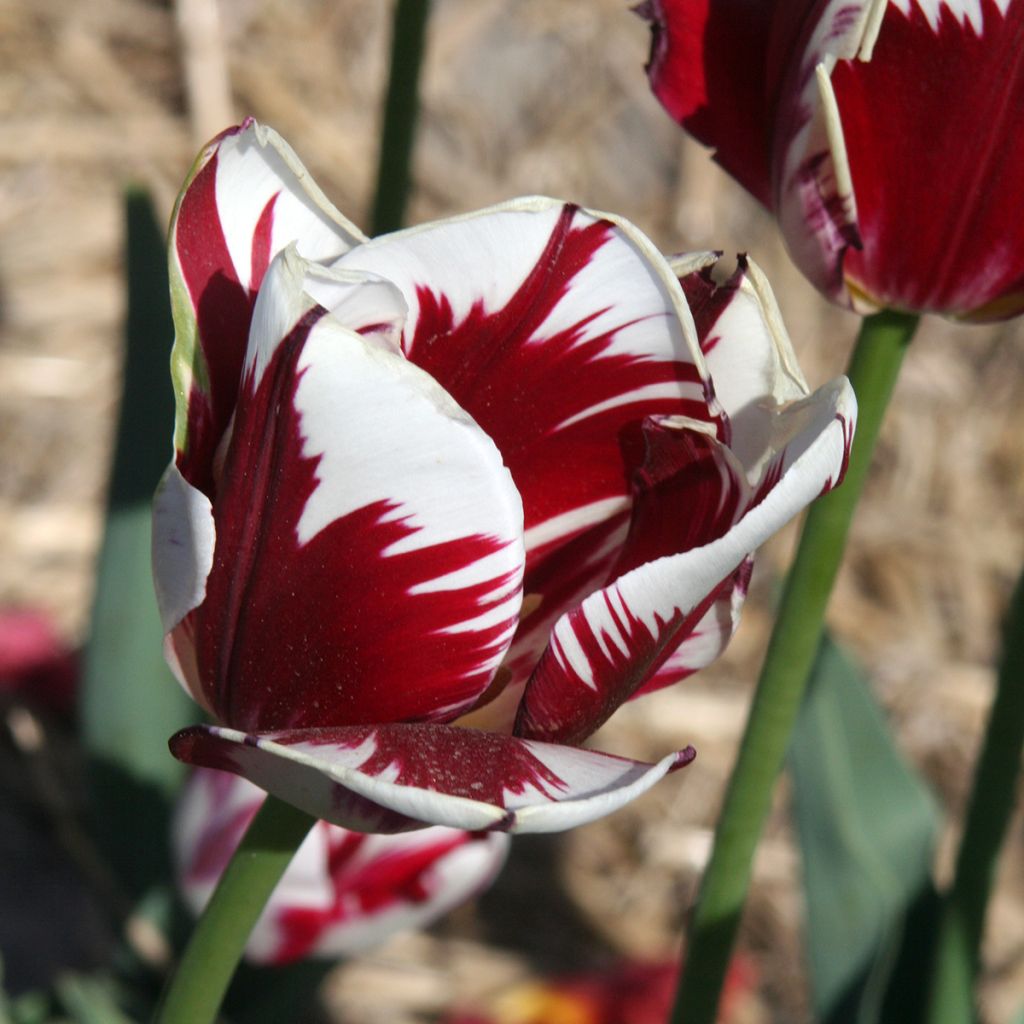 Triumftulppaani Grand Perfection