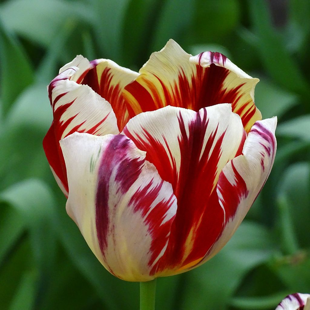 Triumftulppaani Grand Perfection