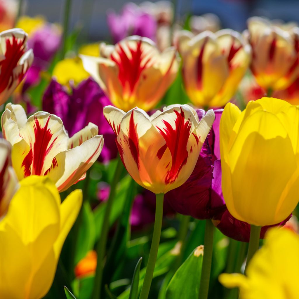 Triumftulppaani Grand Perfection
