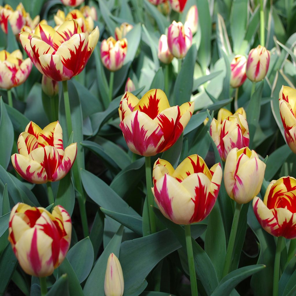 Triumftulppaani Grand Perfection