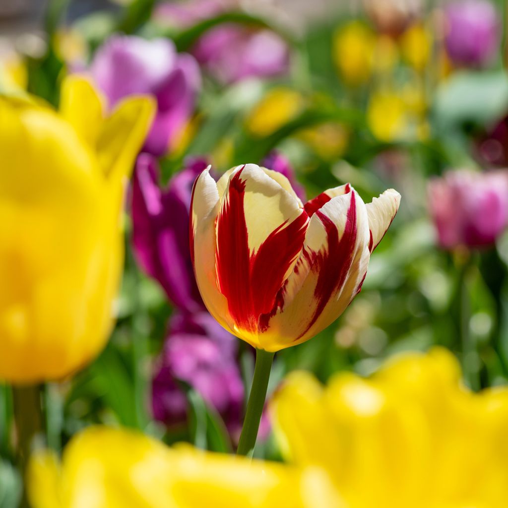 Triumftulppaani Grand Perfection