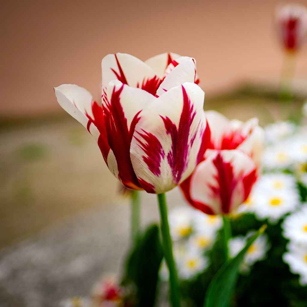 Triumftulppaani Grand Perfection