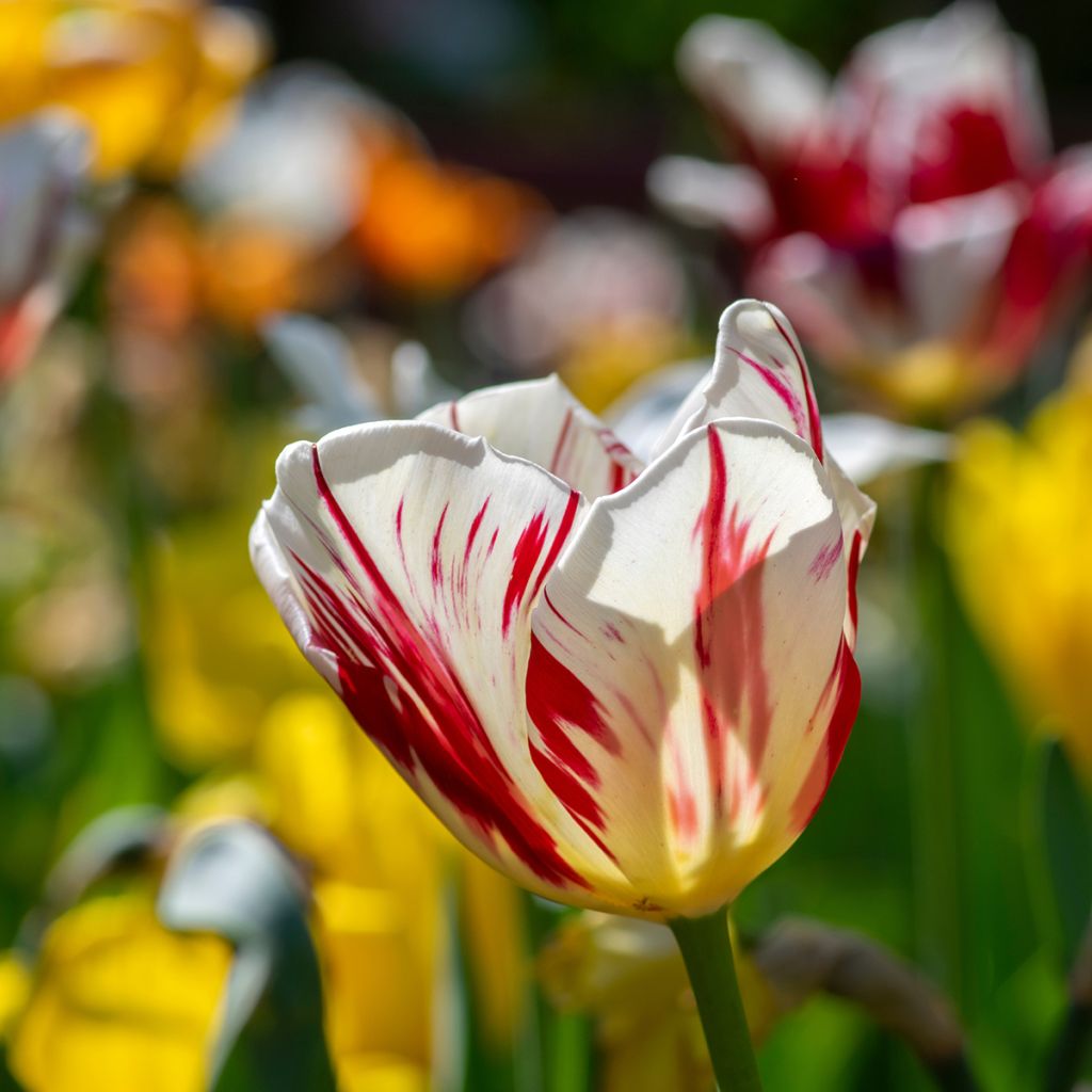 Triumftulppaani Grand Perfection