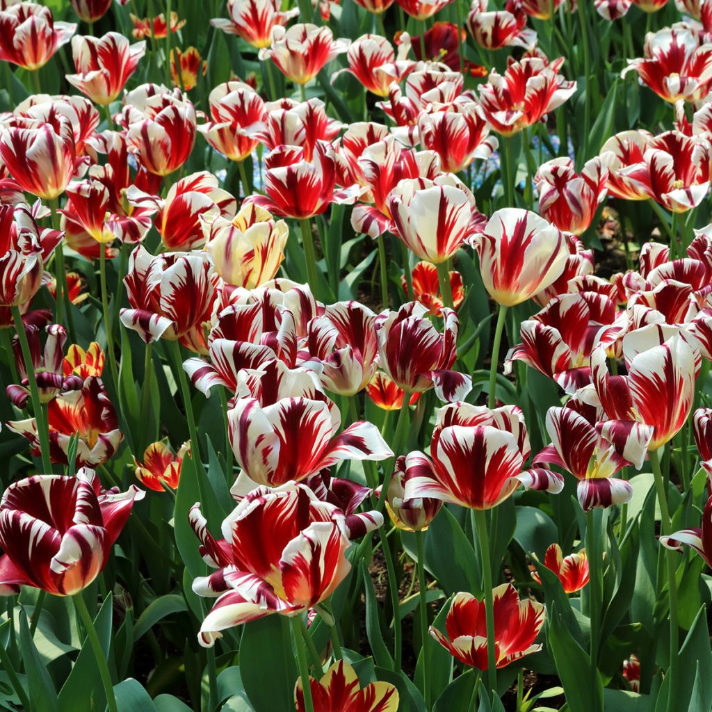Triumftulppaani Grand Perfection