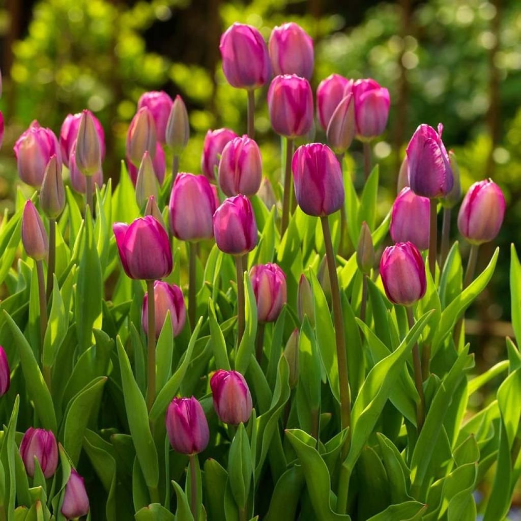 Triumftulppaani Roussillon