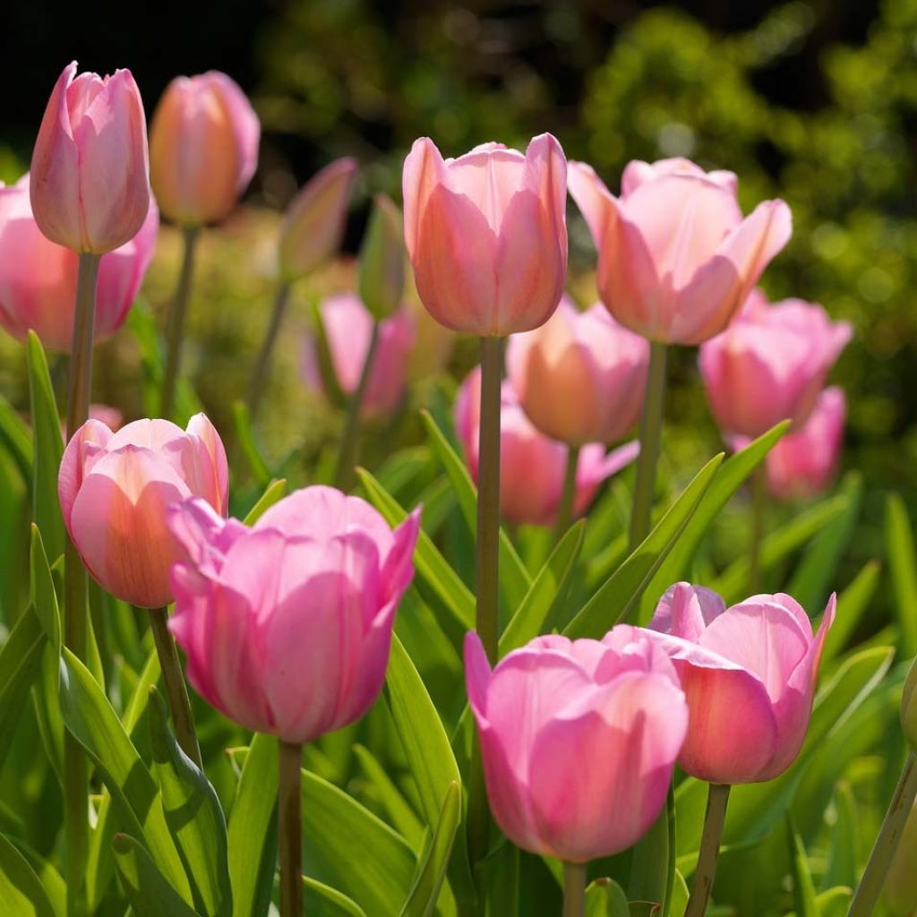 Triumftulppaani Roussillon