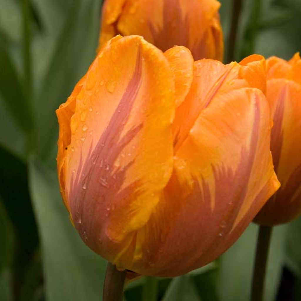 Triumftulppaani Prinses Irene