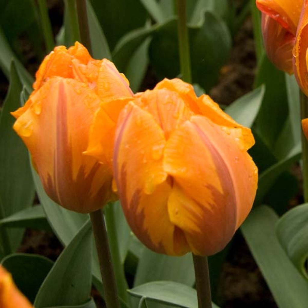 Triumftulppaani Prinses Irene