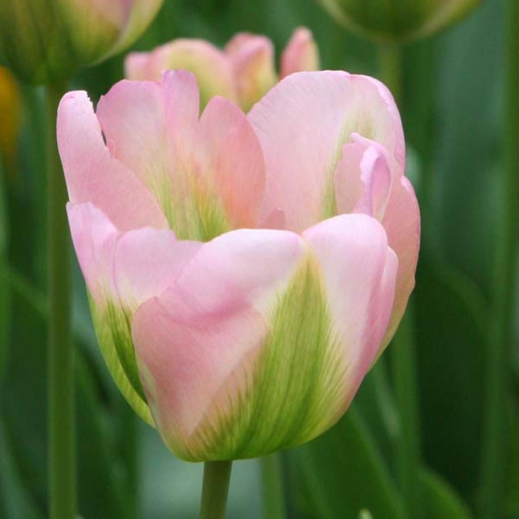 Viherraitatulppaani Groenland