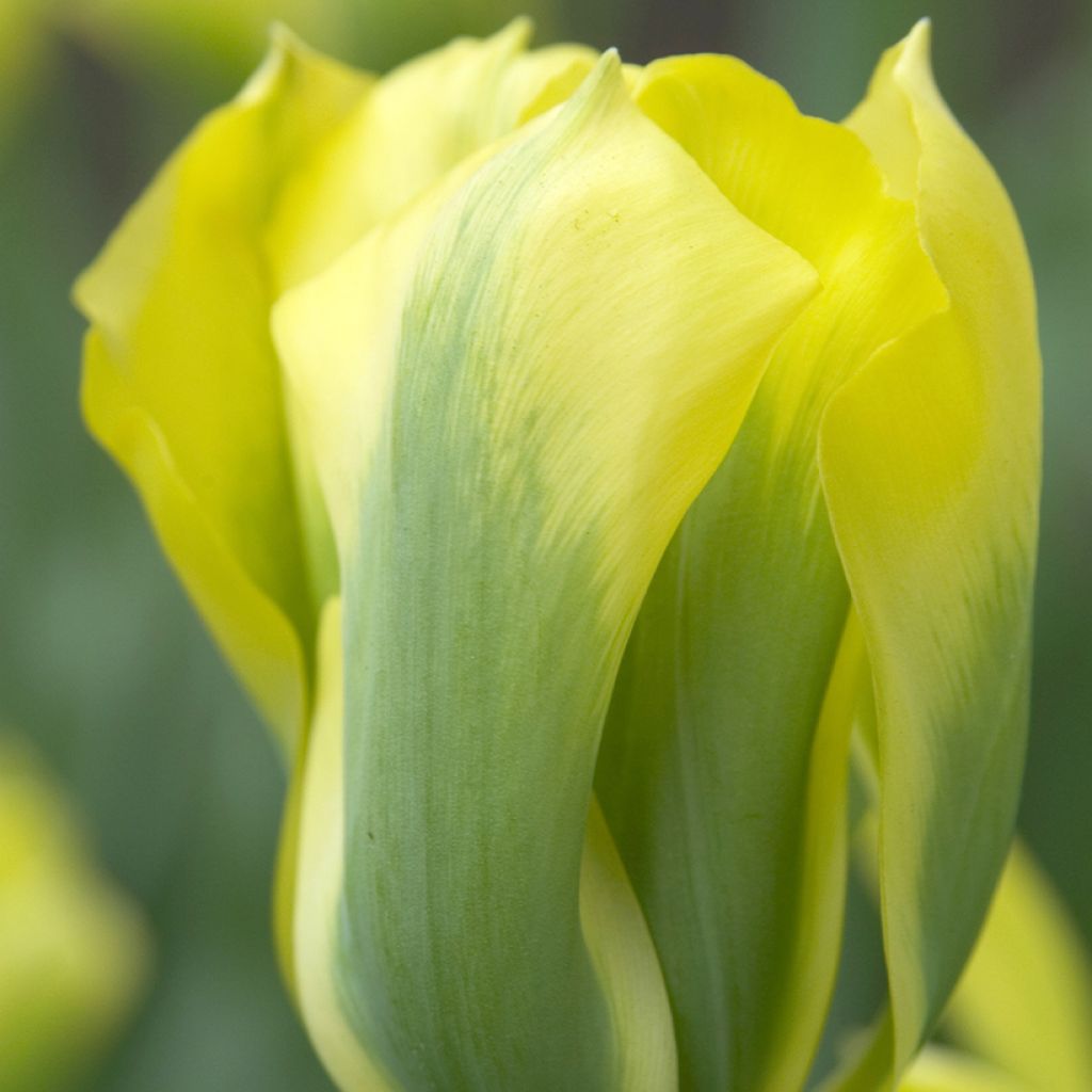 Viherraitatulppaani Formosa