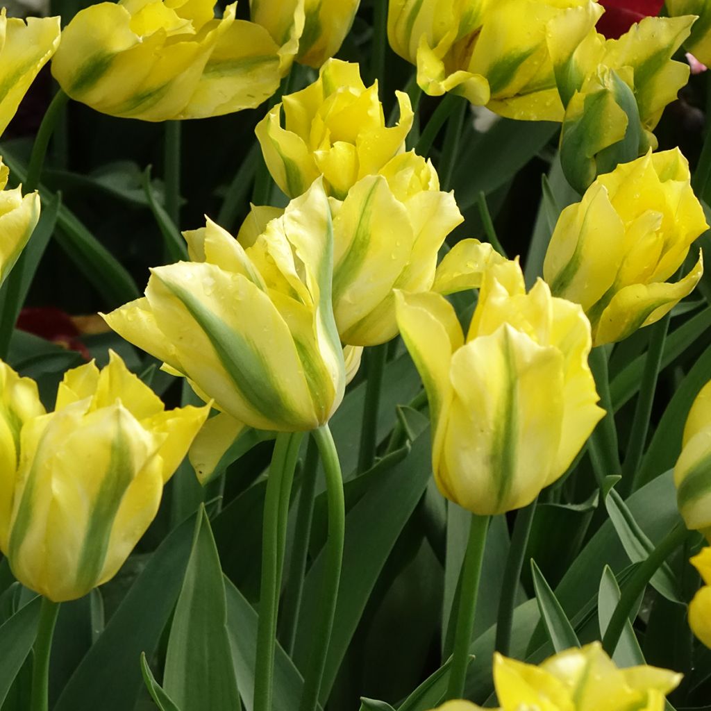 Viherraitatulppaani Yellow Spring Green