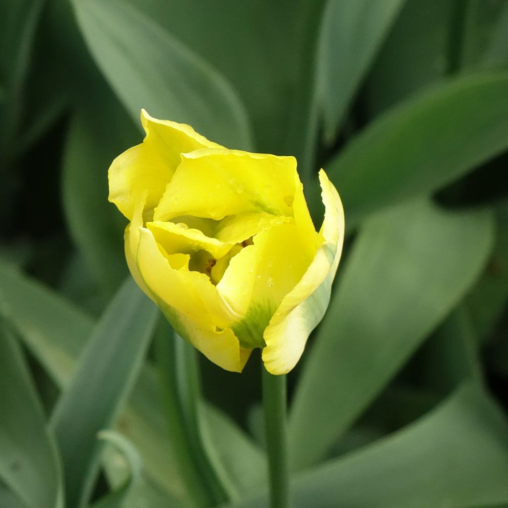 Viherraitatulppaani Yellow Spring Green