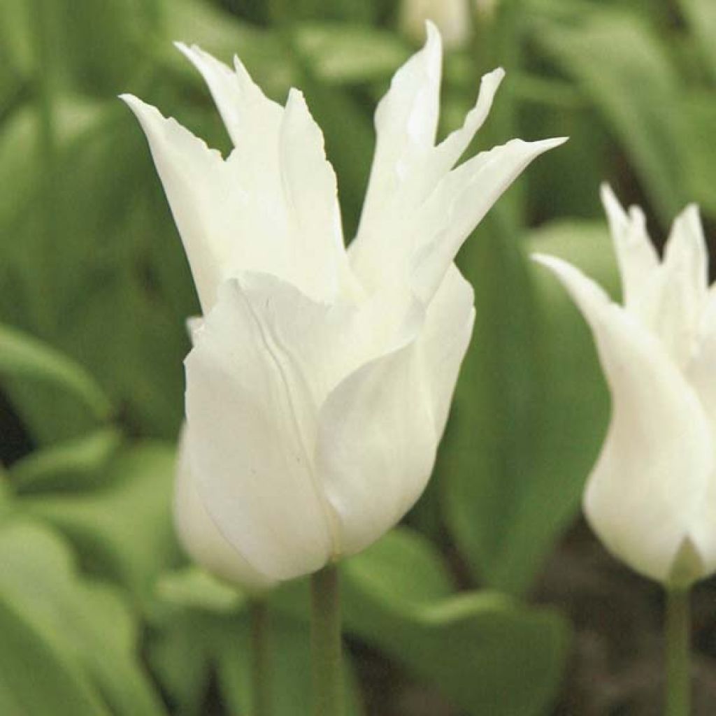Liljatulppaani White Triumphator