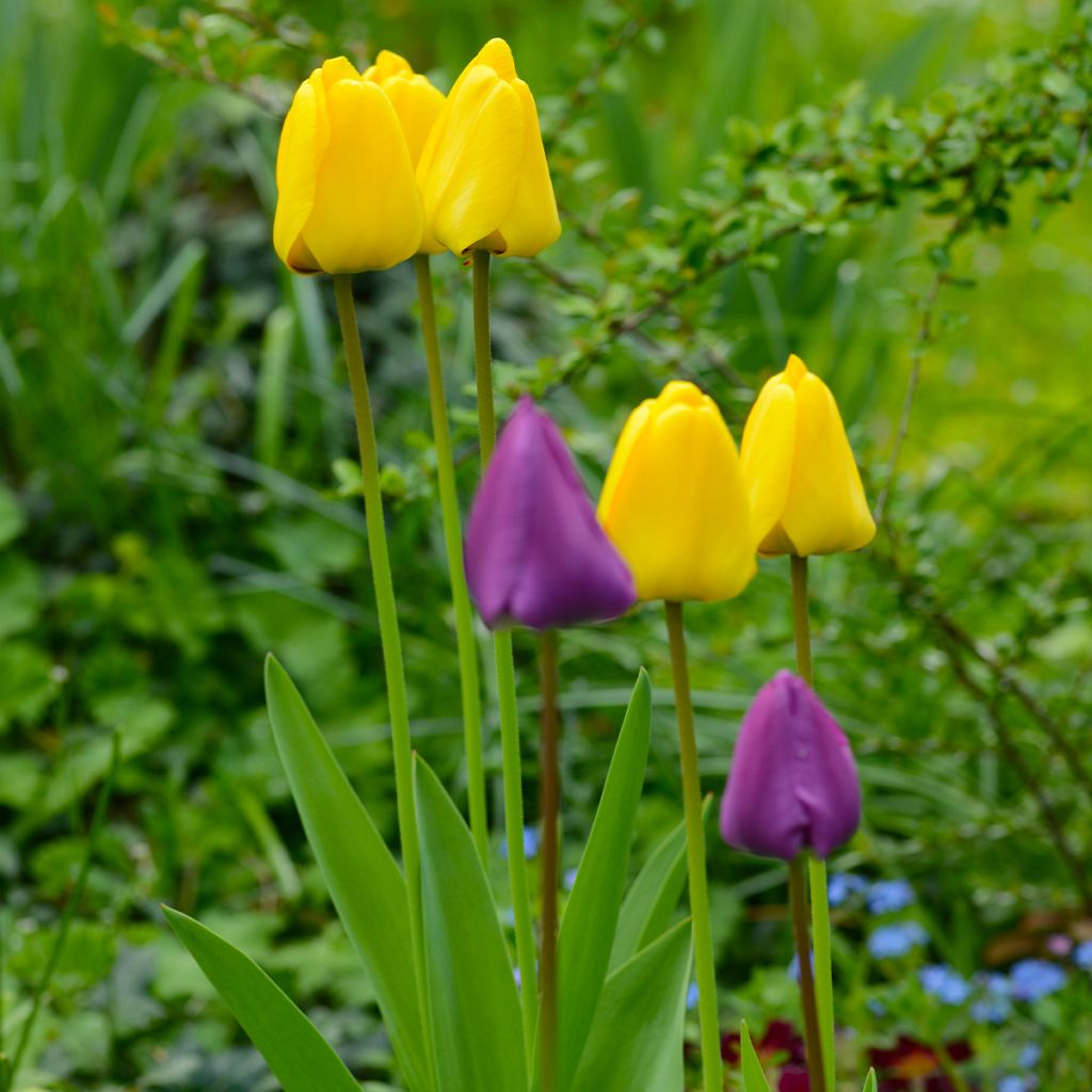 Darwinhybriditulppaani Golden Apeldoorn