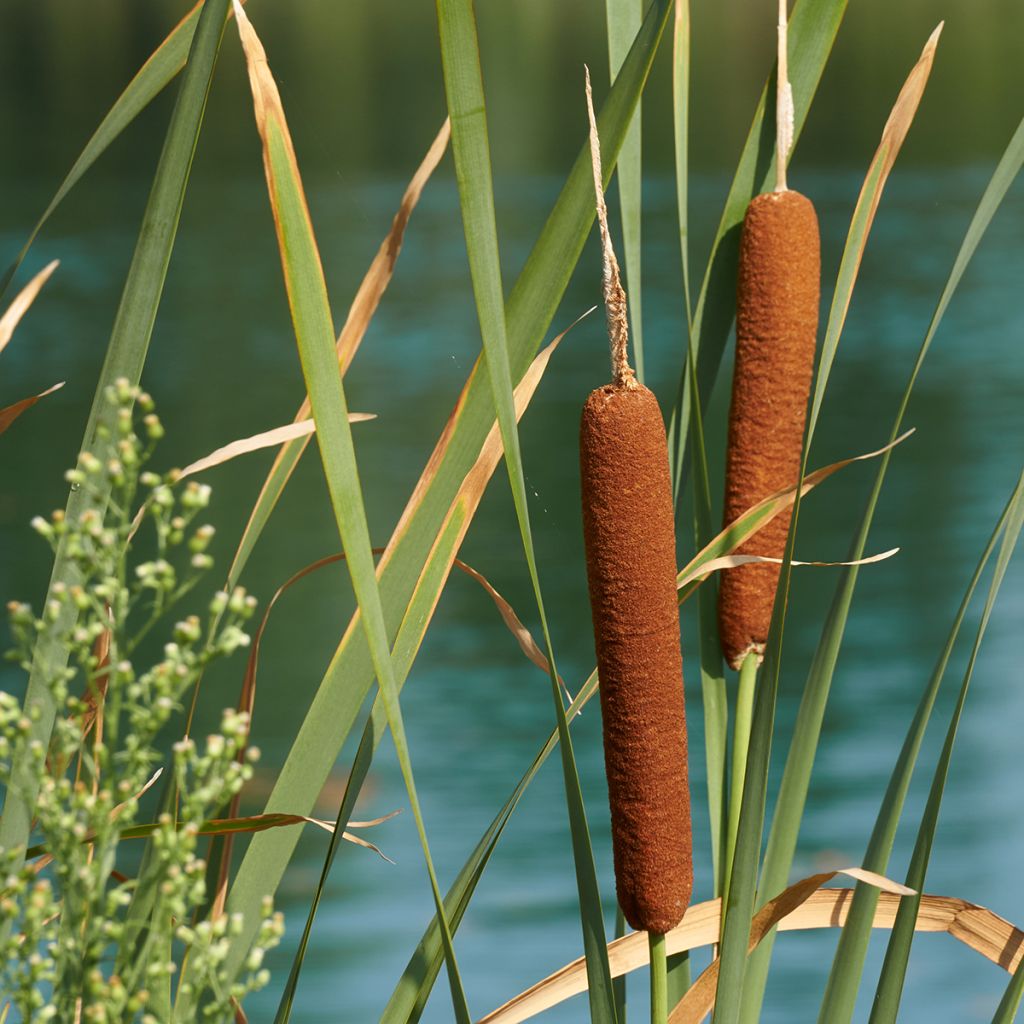 Leveäosmankäämi - Typha latifolia