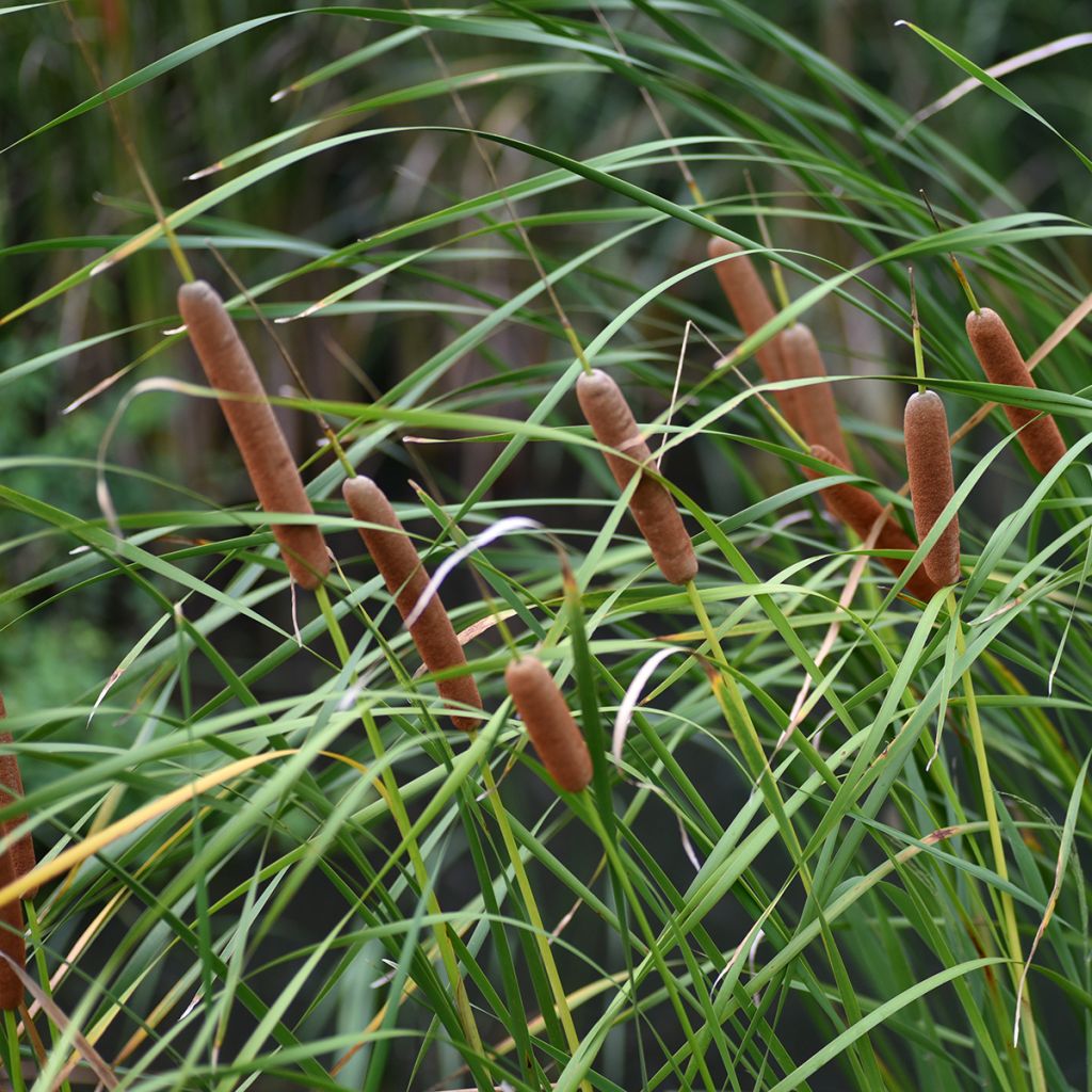 Leveäosmankäämi - Typha latifolia