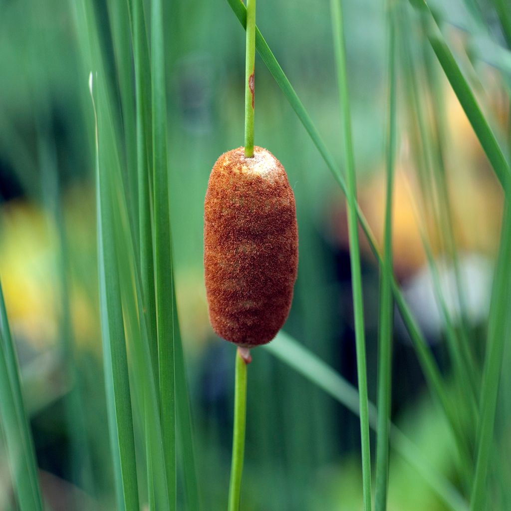 Siro-osmankäämi - Typha laxmannii