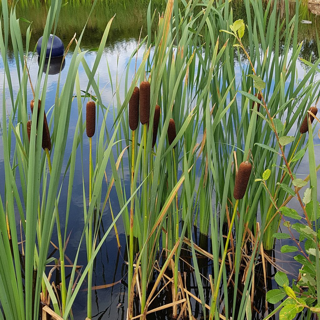 Siro-osmankäämi - Typha laxmannii