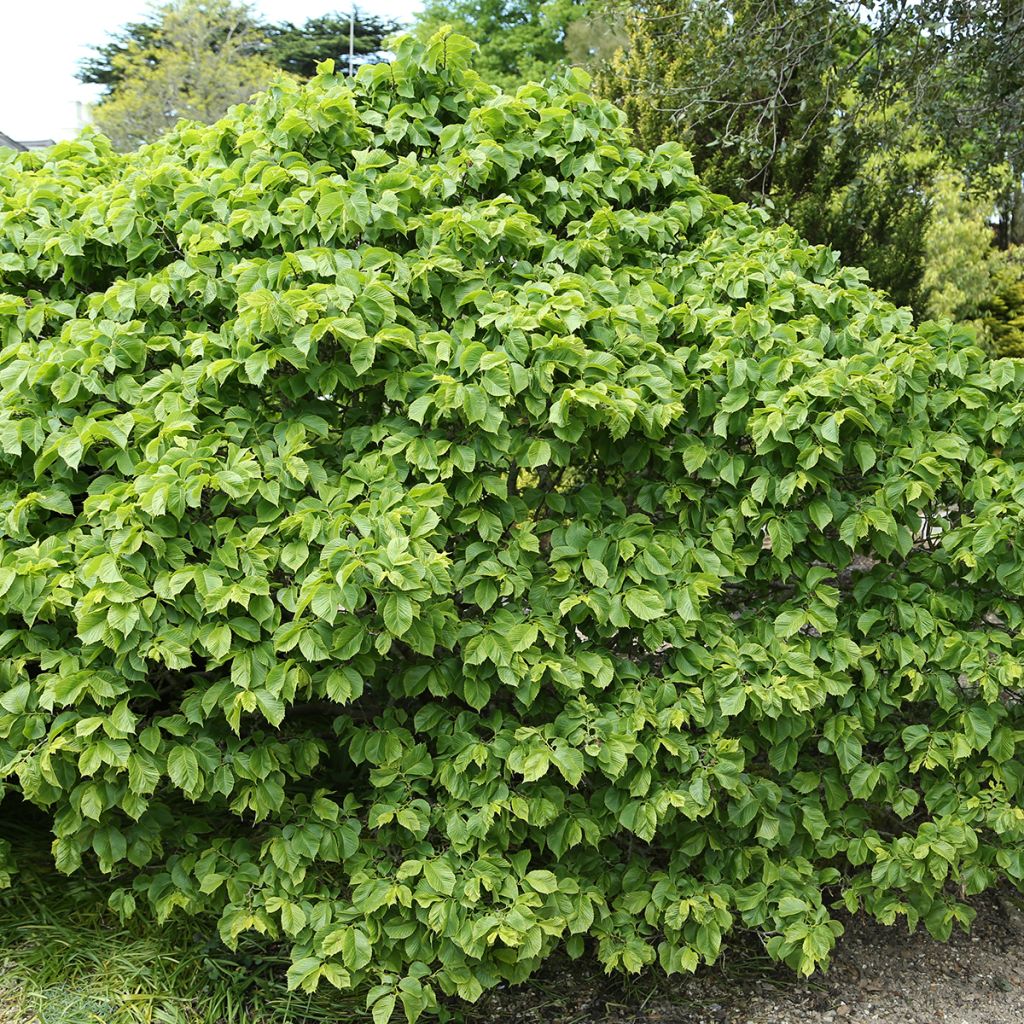 Vuorijalava Nana