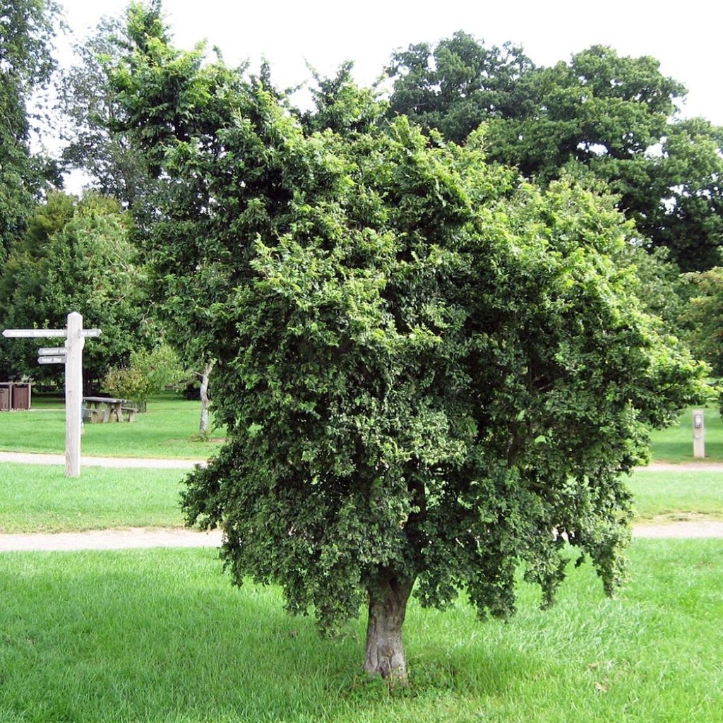 Jalava Pendula
