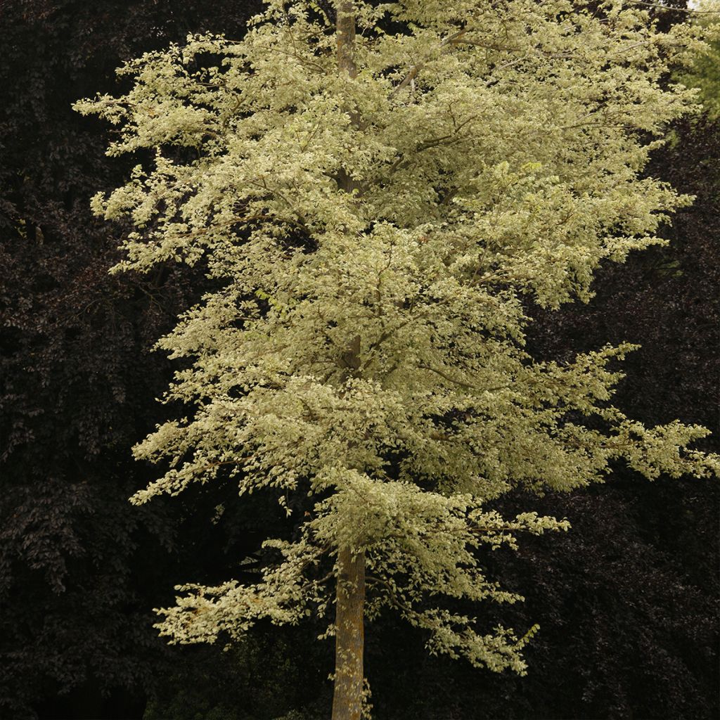 Lehtojalava Argenteovariegata
