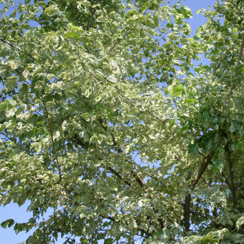 Lehtojalava Argenteovariegata