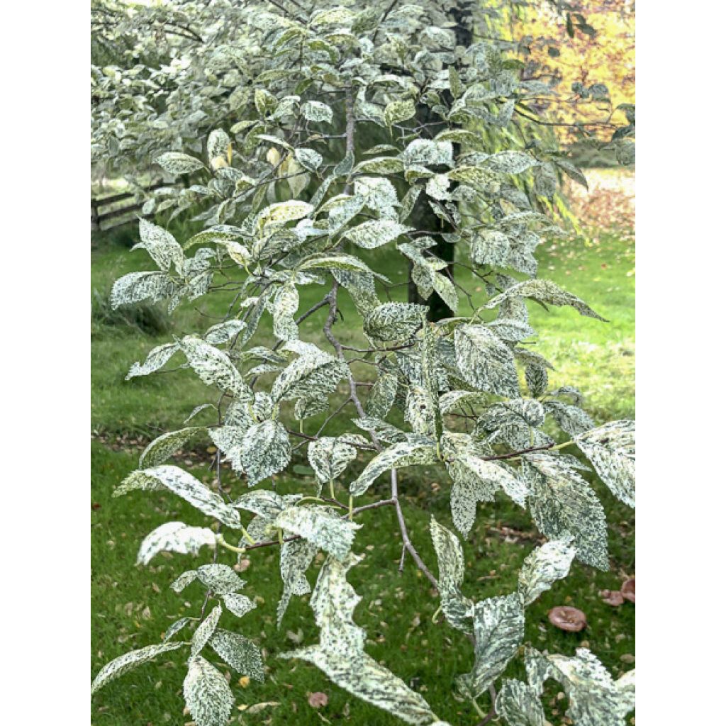 Lehtojalava Argenteovariegata
