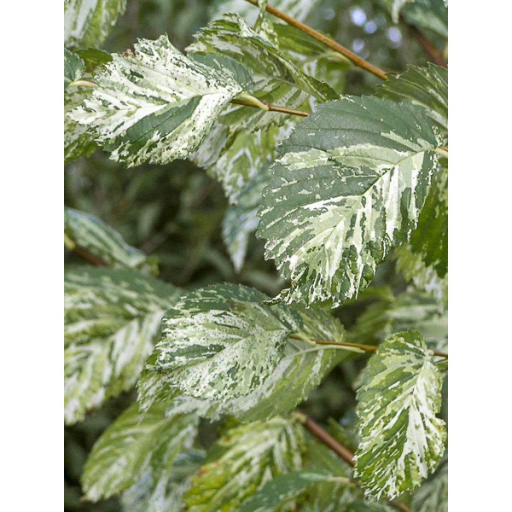 Lehtojalava Argenteovariegata