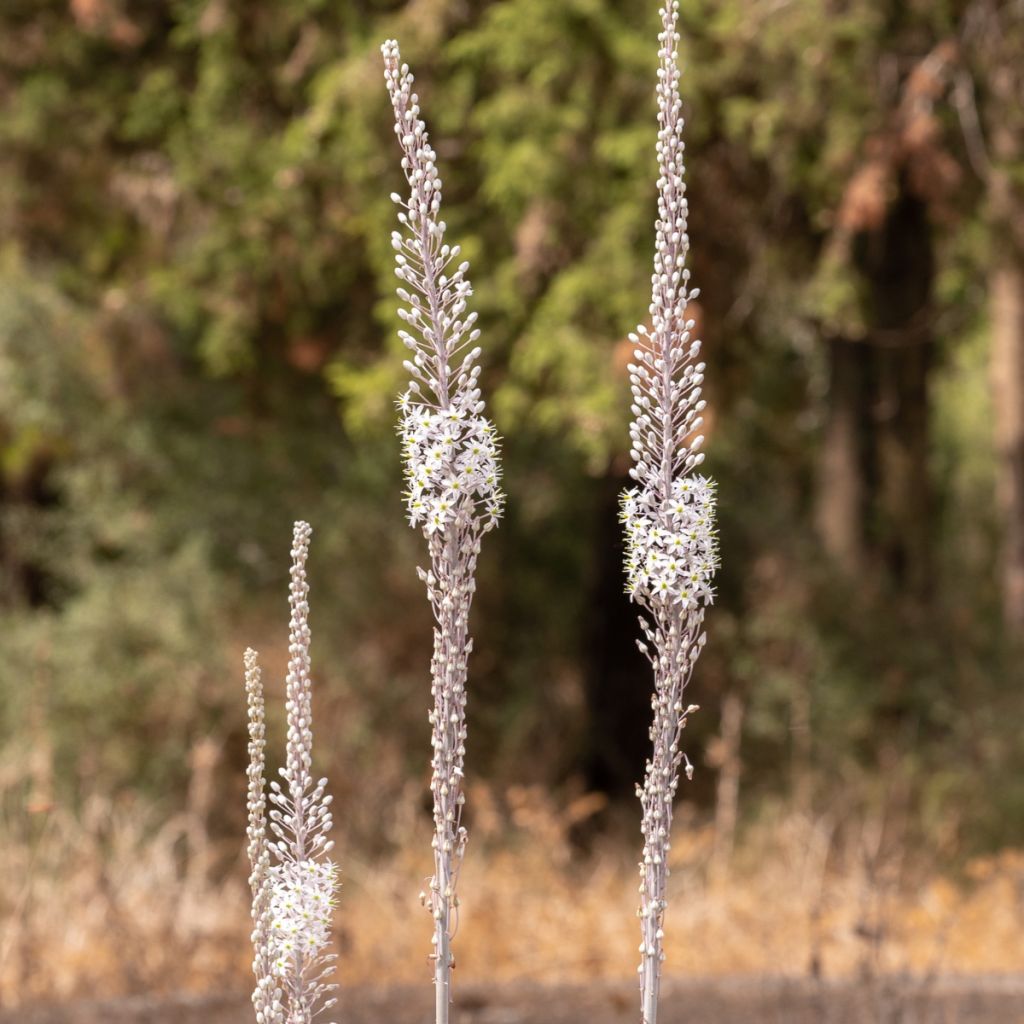 Urginea maritima
