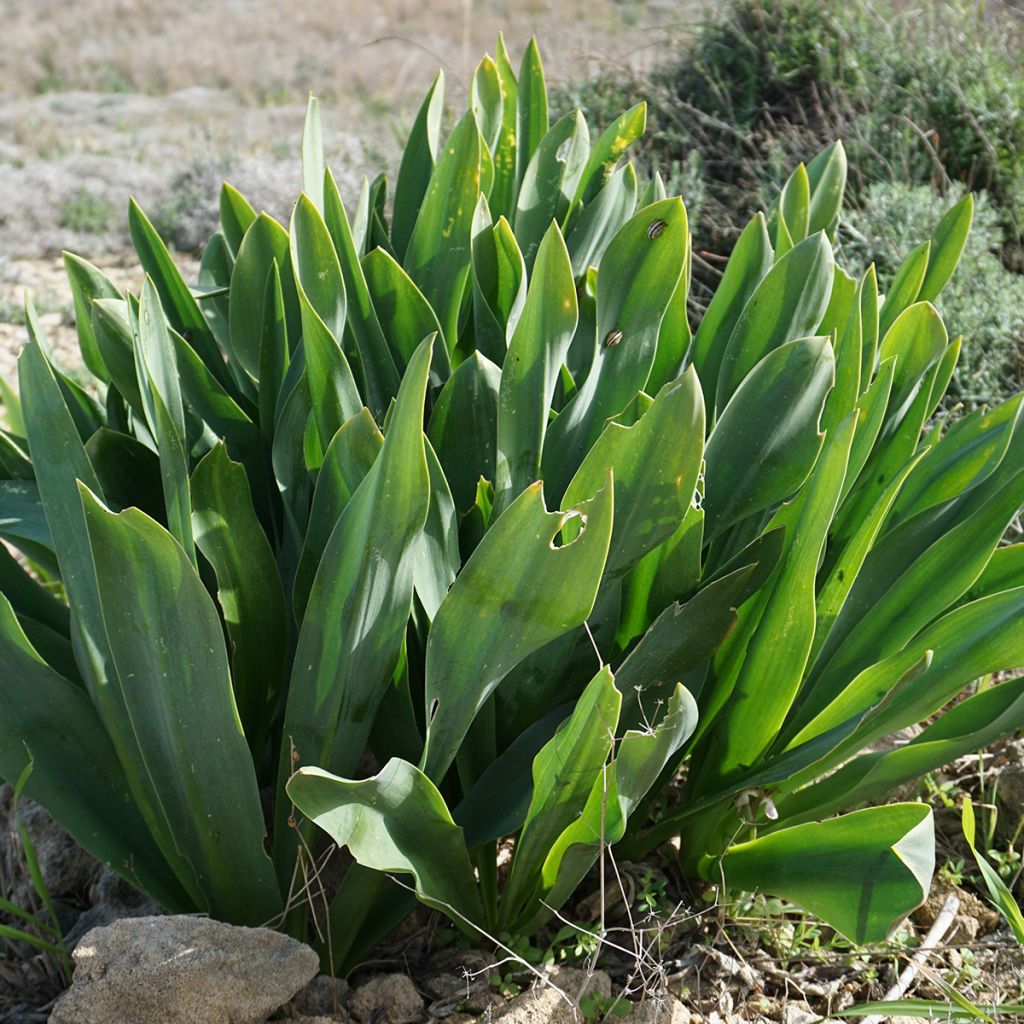 Urginea maritima