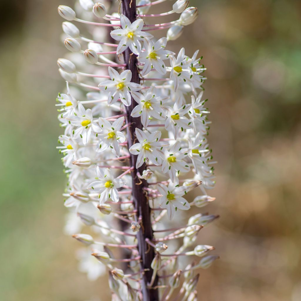 Urginea maritima