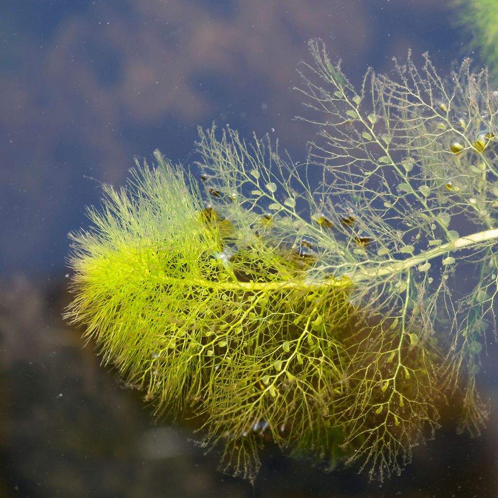 Vesiherne - Utricularia vulgaris