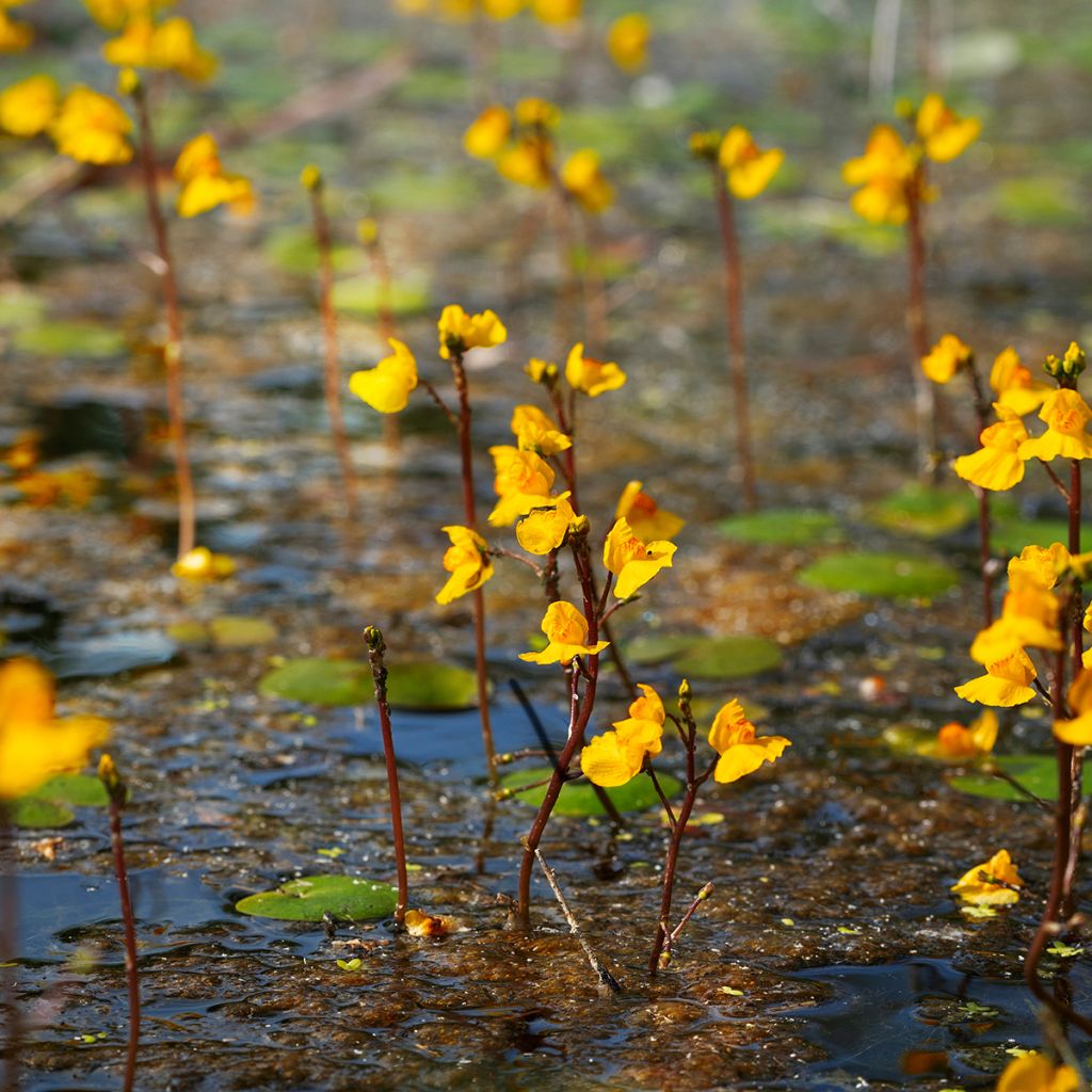 Vesiherne - Utricularia vulgaris