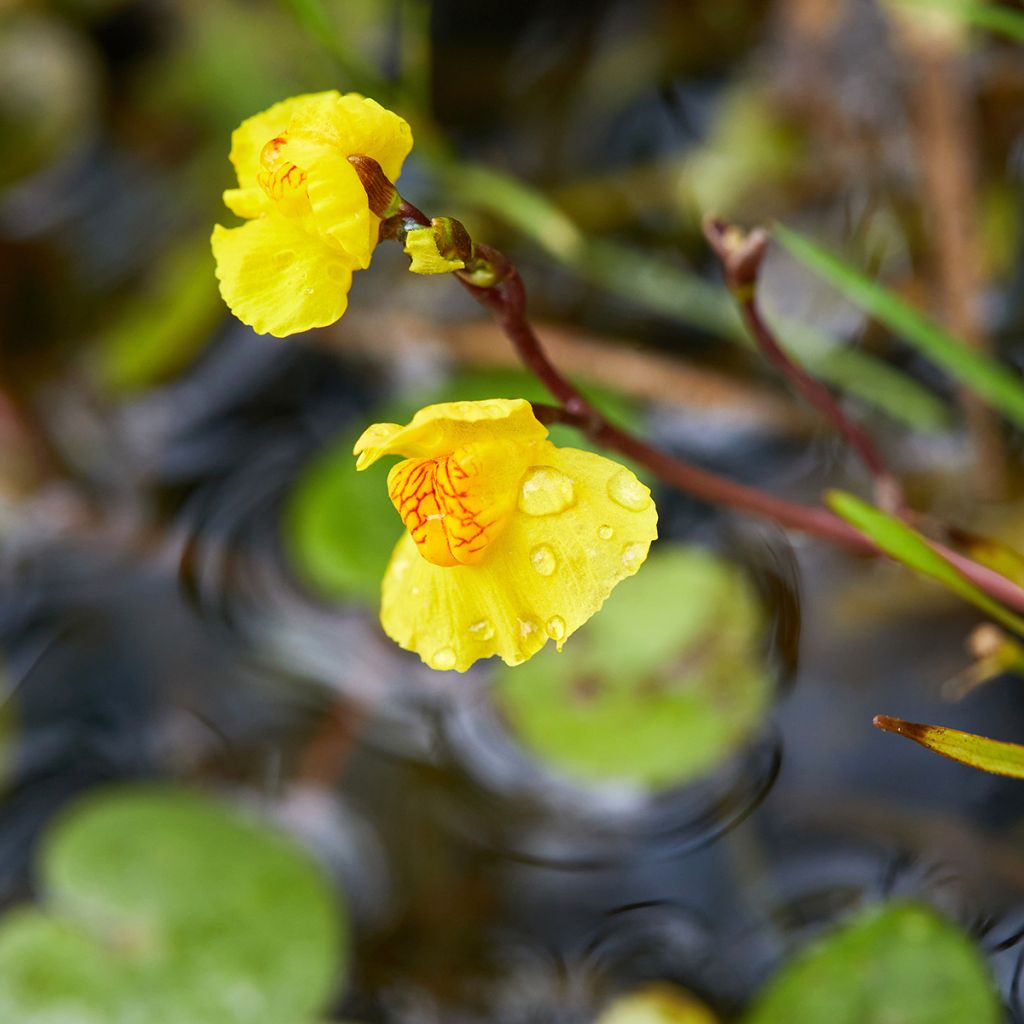 Vesiherne - Utricularia vulgaris