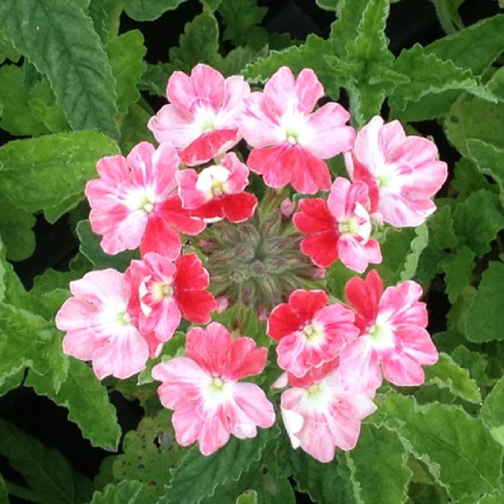 Verbena Pink Parfait