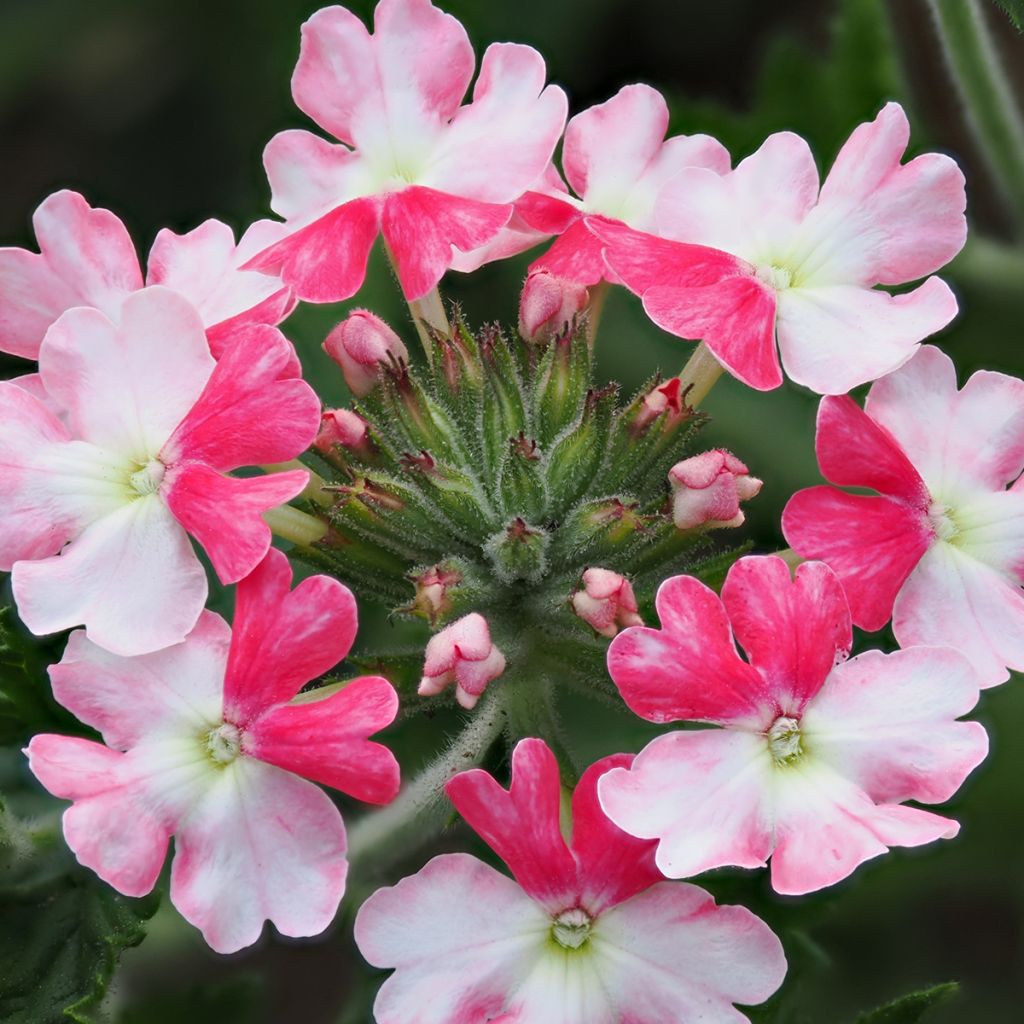 Verbena Pink Parfait