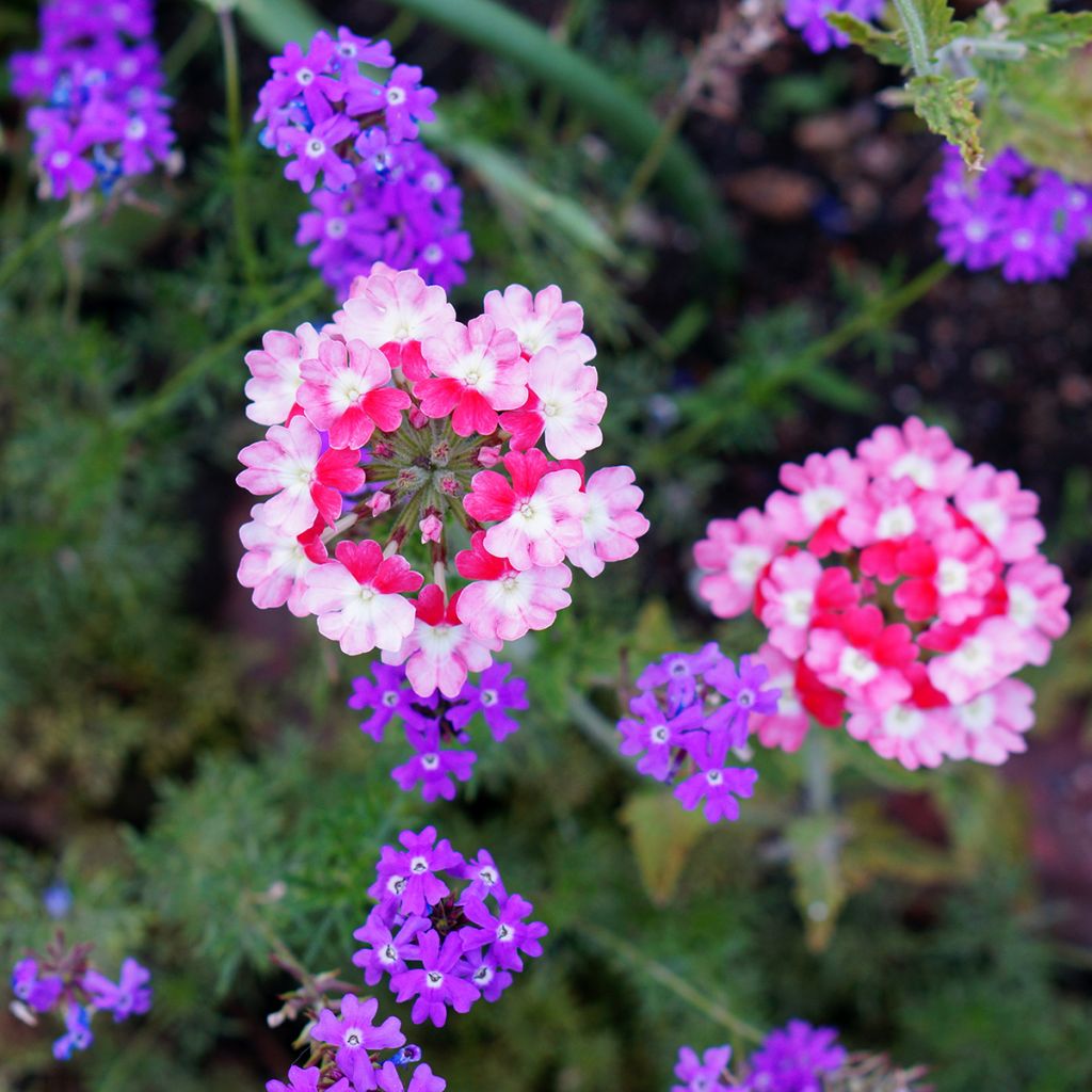 Verbena Pink Parfait