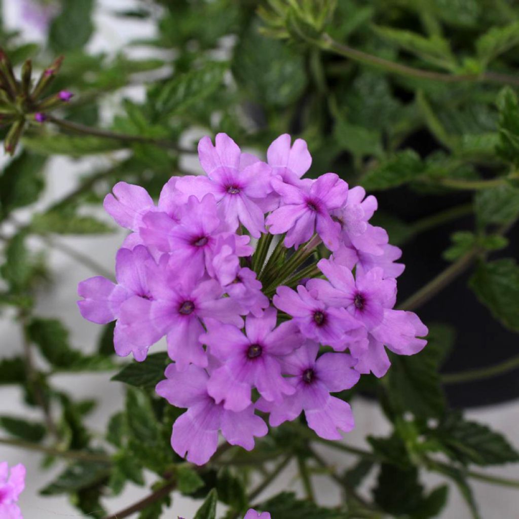 Tarhaverbena Seabrook's Lavender