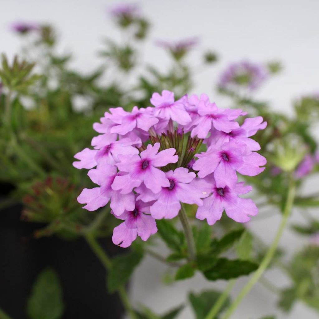 Tarhaverbena Seabrook's Lavender