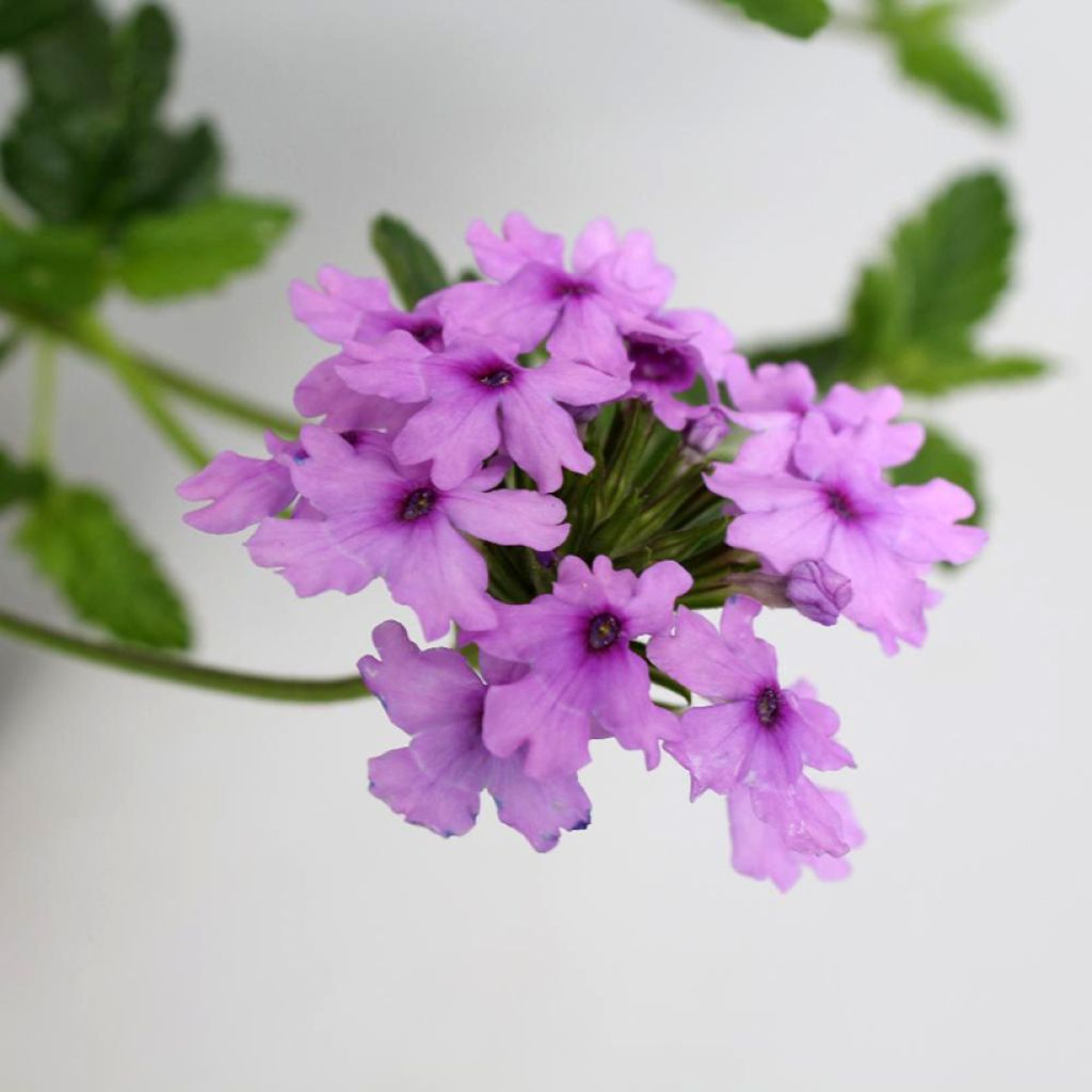 Tarhaverbena Seabrook's Lavender