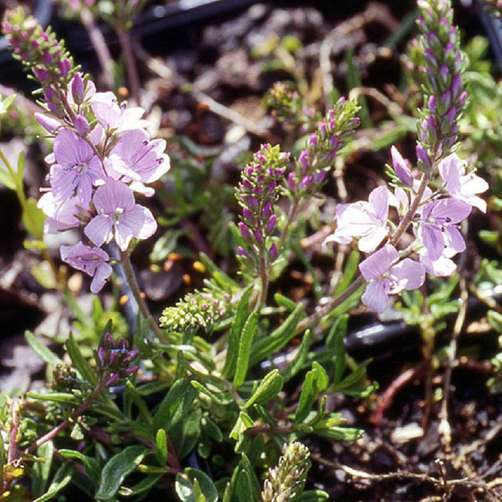 Tädykkee Kentish Pink