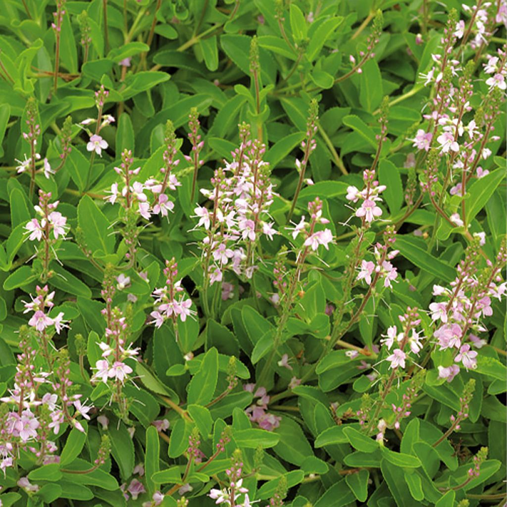 Tädykkee Kentish Pink