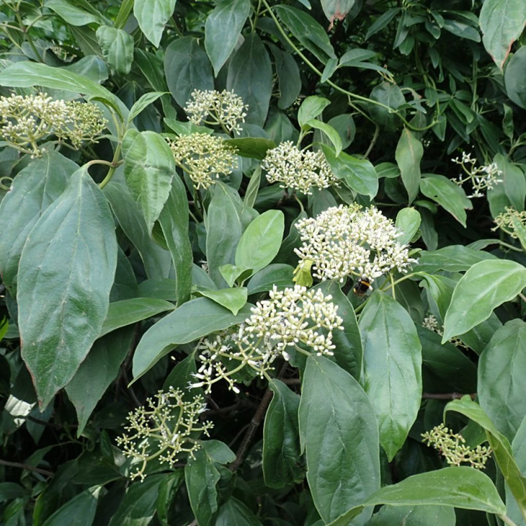 Heisi - Viburnum cylindricum