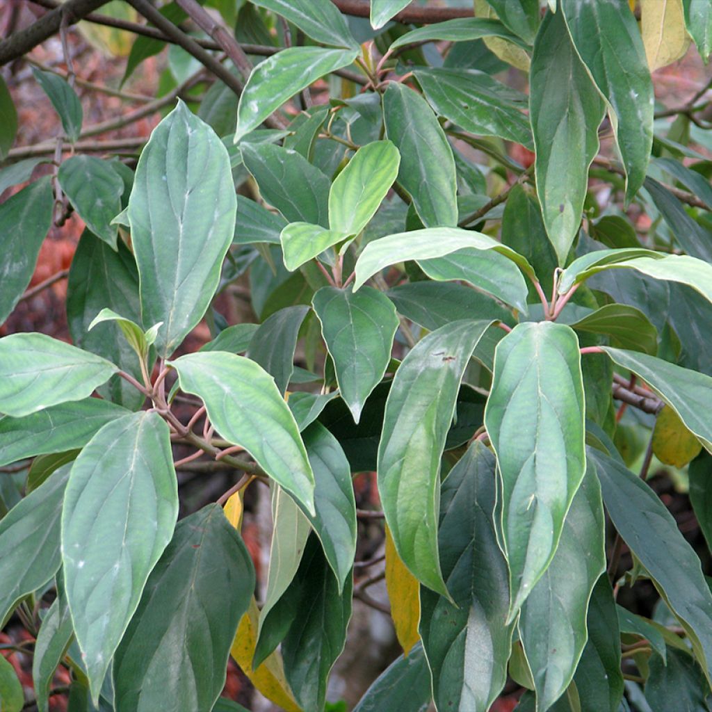 Heisi - Viburnum cylindricum