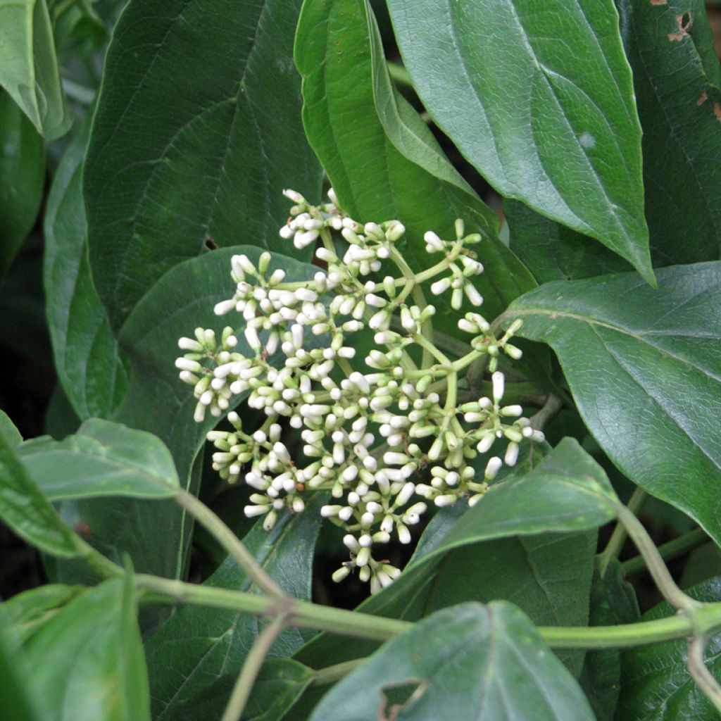 Heisi - Viburnum cylindricum