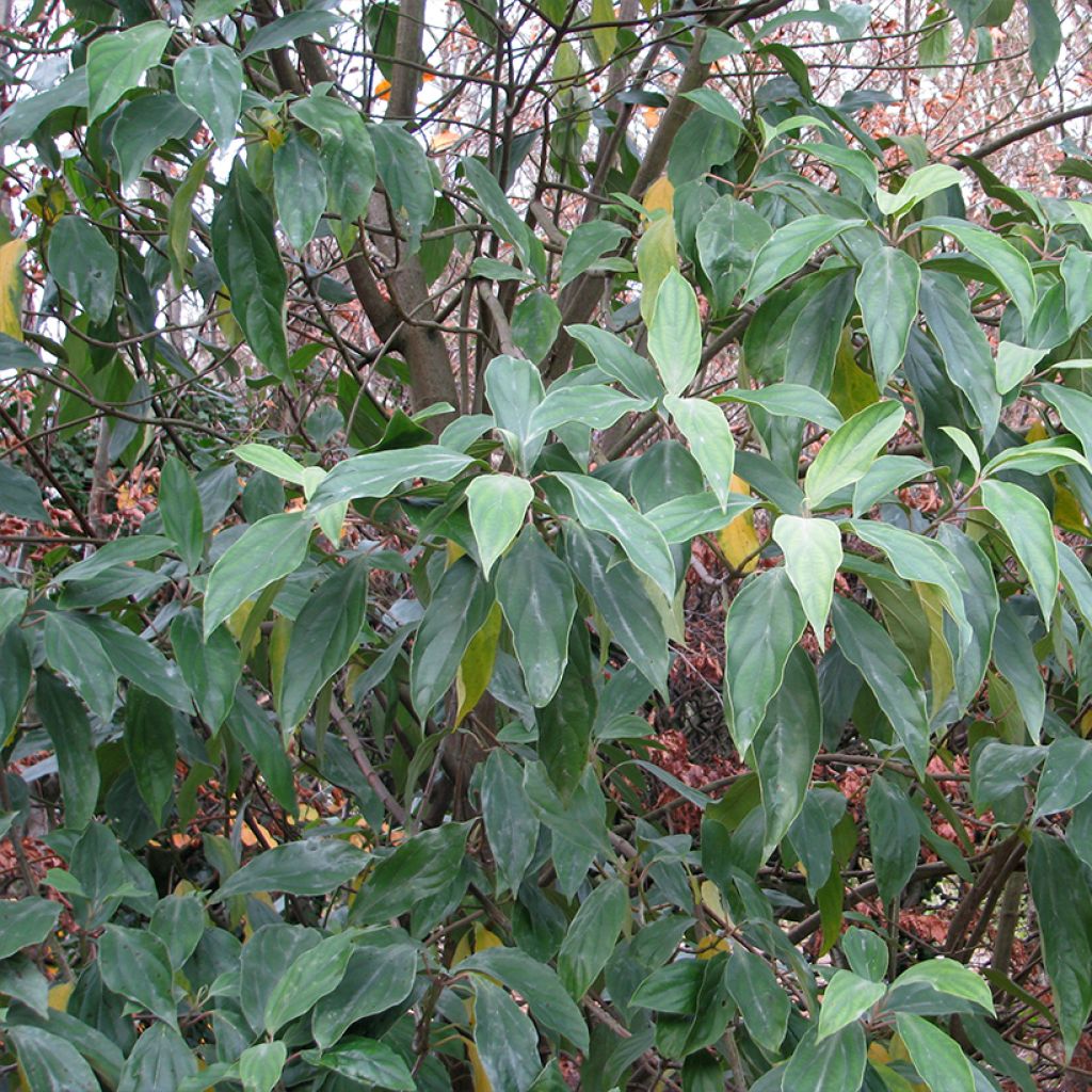 Heisi - Viburnum cylindricum