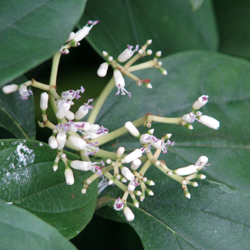 Heisi - Viburnum cylindricum