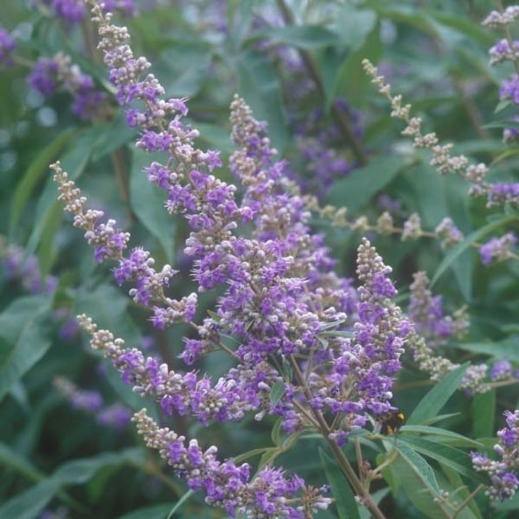 Siveydenpuu Latifolia