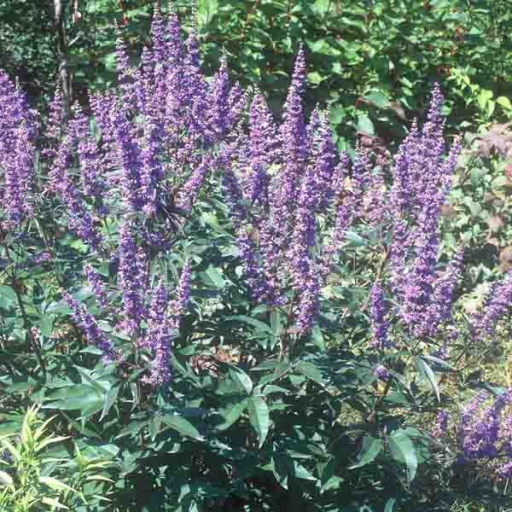 Siveydenpuu Latifolia